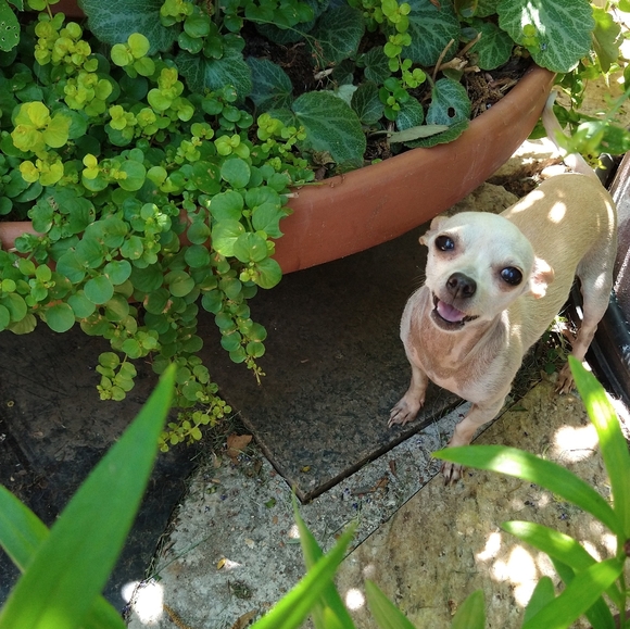 Hi Welcome /// Hola - Picture 6 of 16